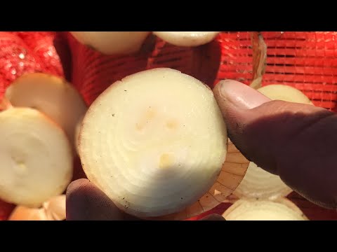 Лук на перо. Стоит ли высаживать на Зелень сорт Боско