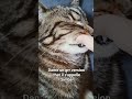 Simba Dameungrr Simba Dameungrr