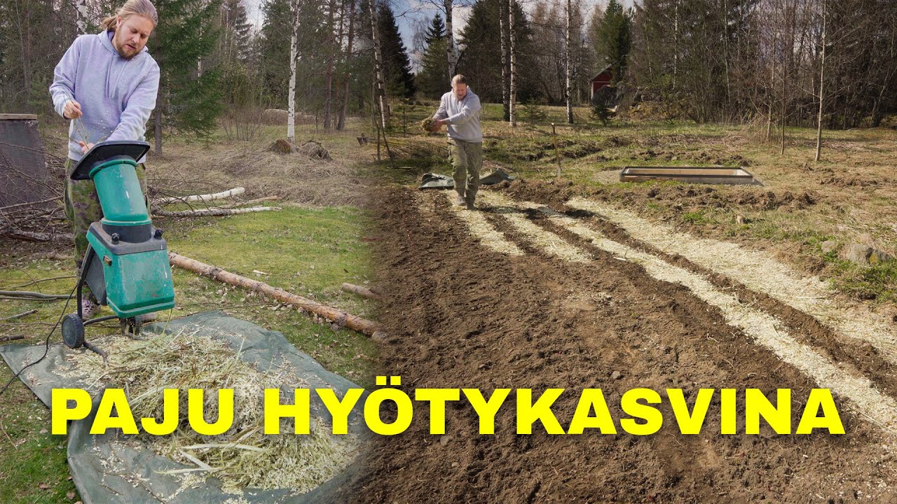 Pajun haketus oksasilppurilla - Miksi paju on hyödyllinen puutarhurille?