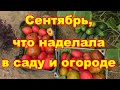 Сентябрь,что наделала в саду огороде