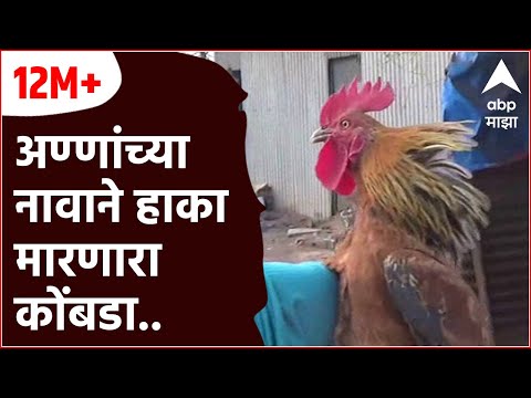 स्पेशल रिपोर्ट : सांगली : पकडताच अण्णांच्या नावाने हाका मारणारा कोंबडा