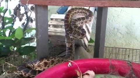 Gopher snake imitates rattlesnake