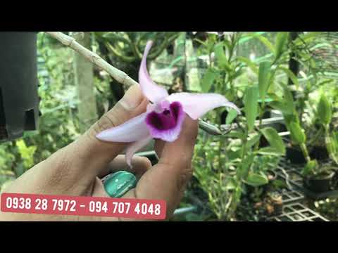 Video Hàng phi điệp rừng, bán kie, bán chậu [#Hoalanduyphong] - youtube