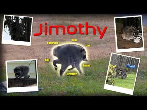 Jimothy | The 'Cryptid' Racoon of Seattle