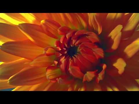 Toro Y Moi - Harm in Change