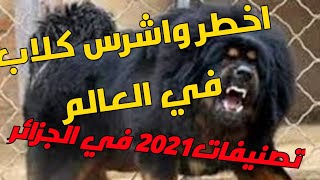 اخطر واشرس كلاب في الجزائر وفي العالم/كلاب منقرضة