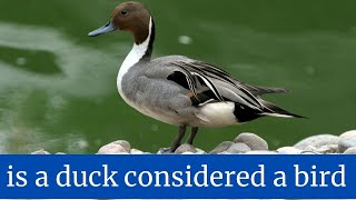 is a duck considered a bird || is a duck classified as a bird || is a duck an animal or a bird