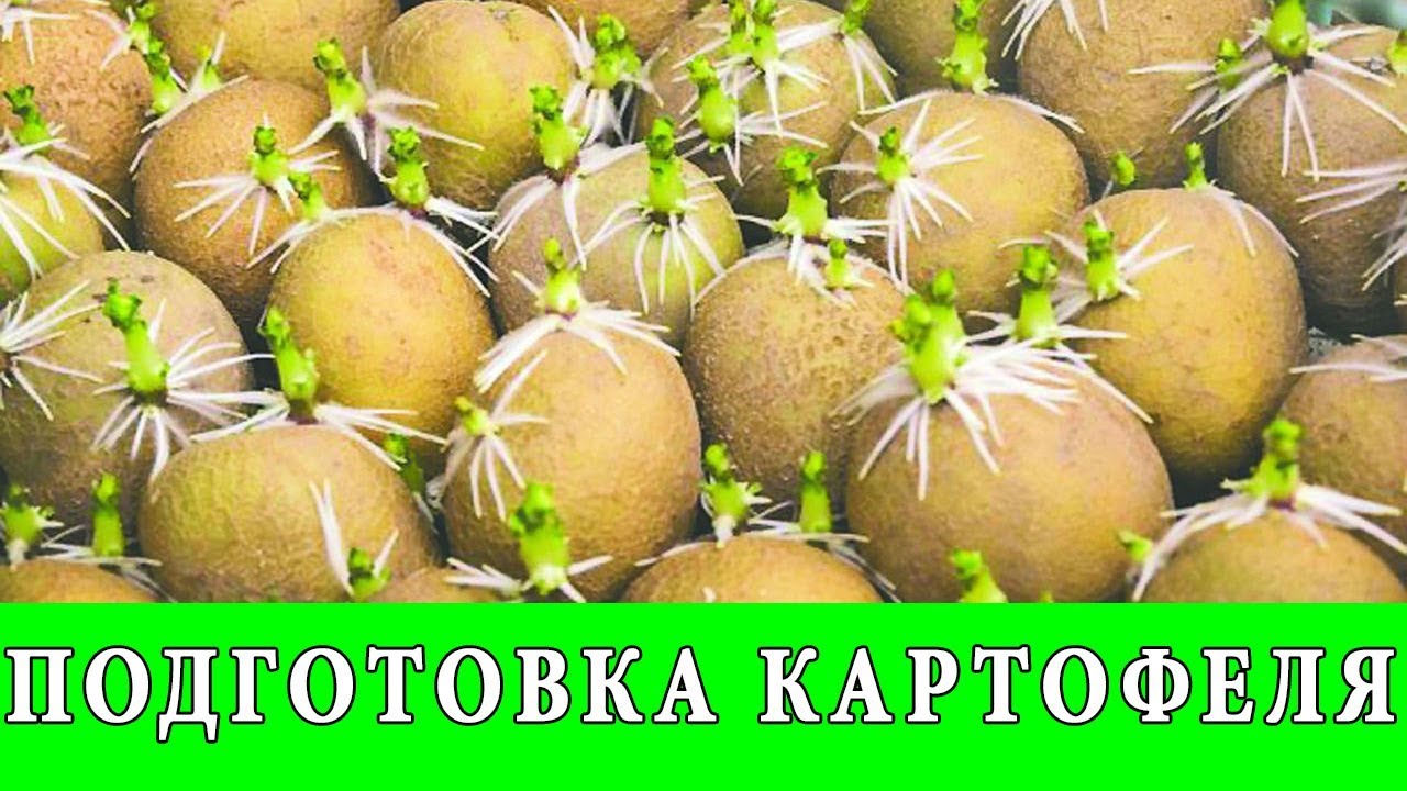 Яровизация картофеля перед посадкой в домашних. Яровизация картофеля. Семенной картофель яровизация. Яровизацию картофеля для gocalrb.. Яровизация картофеля перед посадкой в домашних условиях весной.