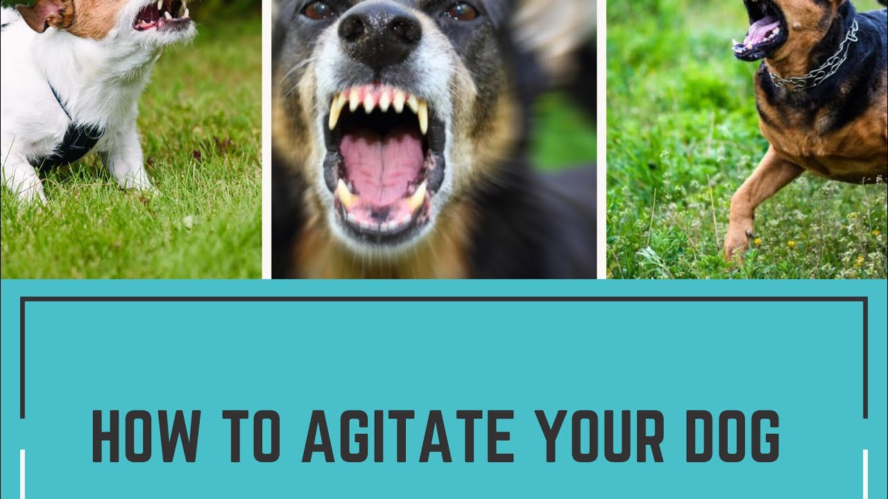 Angry Dogs Compilation 2021