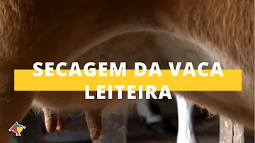 Como pode ser realizada a secagem de vacas em lactação?
