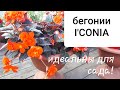 Вегетативные бегонии I'CONIA PORTOFINO.  Мои наблюдения! Сохраняю черенком!