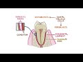 U of Pacific - Development of the Teeth