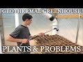 DIY Geothermal Greenhouse Pt 9: PLANTS & PROBLEMS