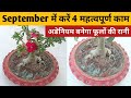 सितंबर में अडेनियम पर यह काम जरुर करें । Adenium। Desert Rose। Flowering plant। अडेनियम।