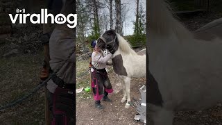 Horse Enjoying Neck Scratches || Viralhog