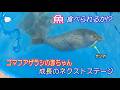 【アザラシ】魚!食べられるか!...赤ちゃん時代の最後の関門 (伊勢シーパラダイス)