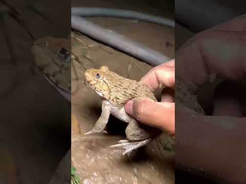 Funny frogs Catching |Wep wep catching frogsfunny |boing catch frogs make you laugh #shortsfeed