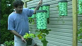 Topsy Turvy Tomato Planter Review