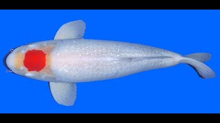 Download Lagu Ginrin Tancho Kohaku Teradomari 70cm MP3