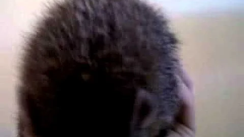 pet mongoose rifik