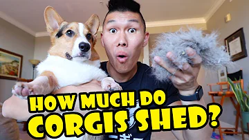 How do I stop my corgi from shedding?