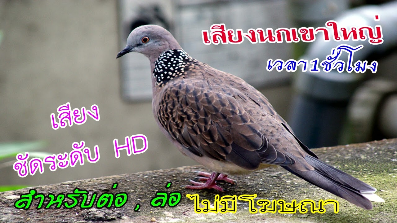 เสียงนกเขาใหญ่ ใช้ #ต่อ #ล่อ เสียงชัดระดับ Full HD ไม่มีโฆษณา