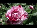 The Chicago Botanic Garden