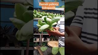 panen pakcoy pertama kali secara hidroponik #urbanfarming #hidroponik #hydroponics #petiksayur