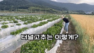 23년 #진도 그라지라 고추는 이렇게 크고 있어요