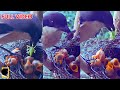 KISAH SEDIH BAYI BURUNG DI SARANG | MAMA TIDAK MENYAYANGIKU🥺FULL VEDIO