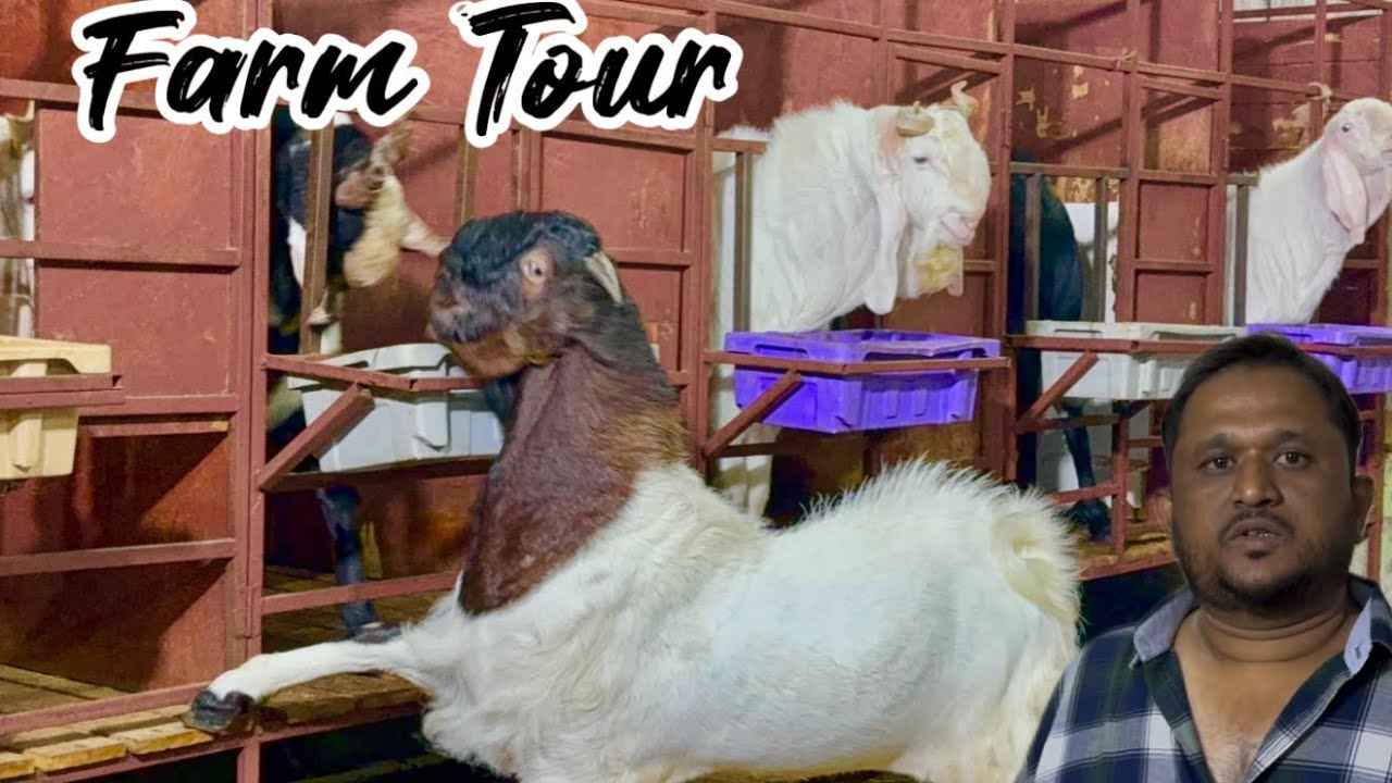 Full Farm Tour of Jannat Goat Farm, Pune | Big Mewati & Kota Goats, Palai Open