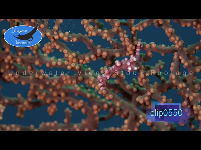 0550_Swimming Pygmy Seahorse, 4K Underwater Royalty Free Stock Footage.