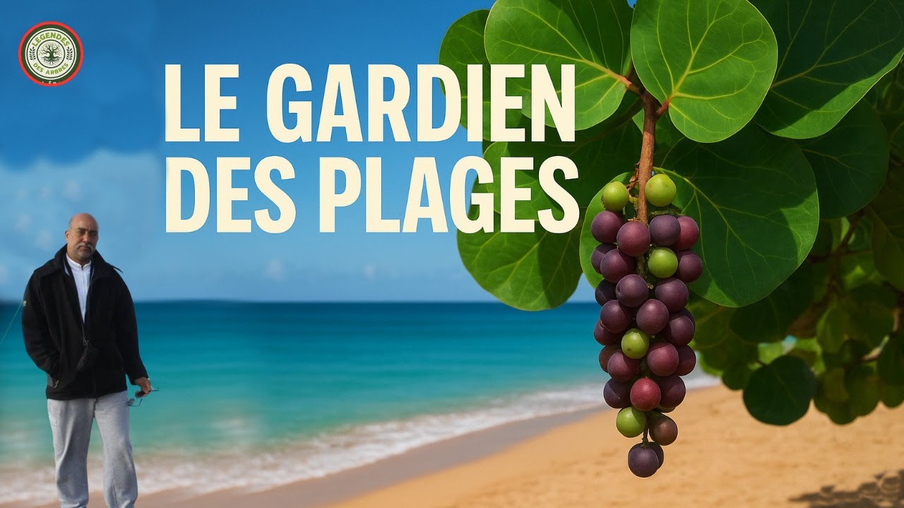 CET ARBRE SAUVE LA MARTINIQUE DEPUIS DES SIECLE