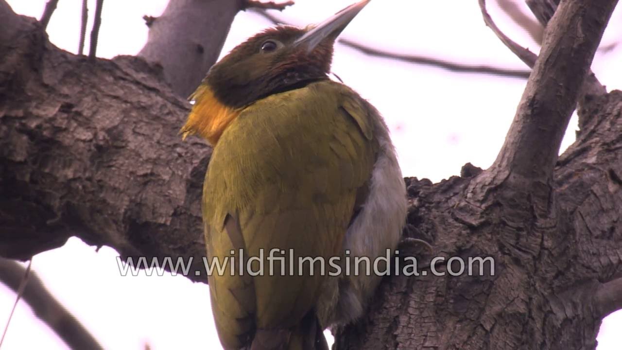 Woodpecker in Kumaon: Greater Yellownape or Picus Flavinucha 
