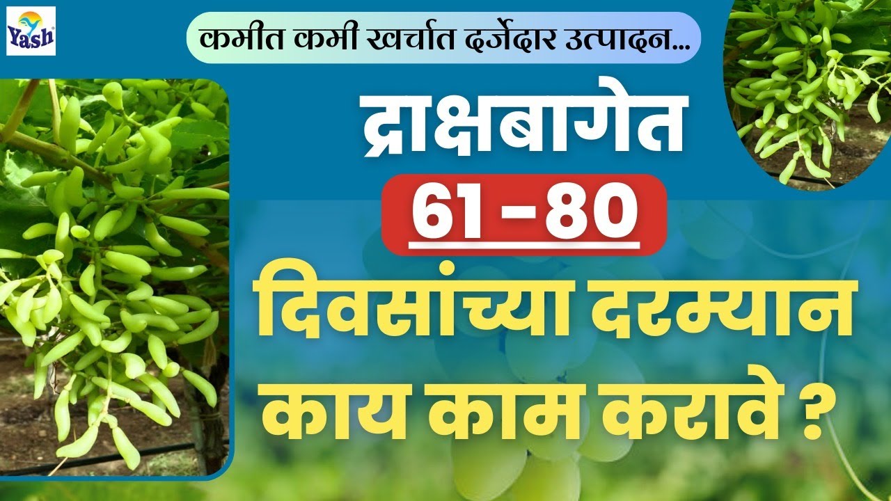 द्राक्ष बागेत छाटणीनंतर 61 ते 80 दिवसादरम्यान कोणती कामे करावीत? | गोडी बहार | #द्राक्षे #यशअग्रोलॅब