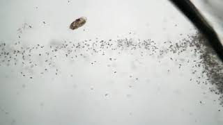 Swarm of flagellates -- Chilomonas