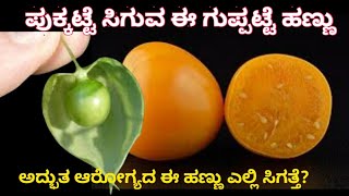 ಅದಭತ ಆರಗಯದ ಗಪಪಟಟ ಹಣಣ ಹಣಣನನ ಮತರ ತನನ ಮಲಪದರವನನ ತನನಬಡ Native Gooseberry