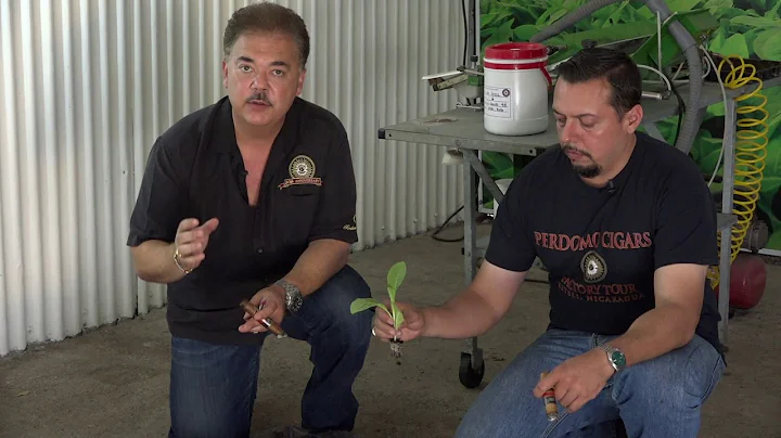 Nick Perdomo and Silvio Loaisiga Explain the Organic Soil Used In The Tobacco Growing Operation