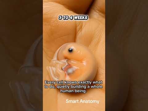 بداية إنسانية صغيرة من 3 إلى 4 أسابيع سكري الحمل الحمل الولادة الجنين الطفل