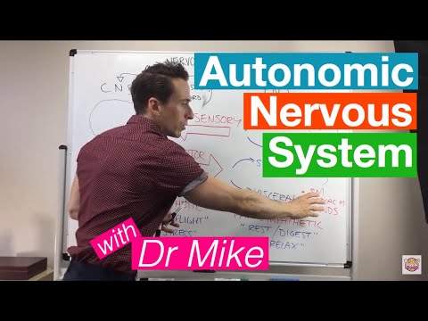 Autonomic Nervous System