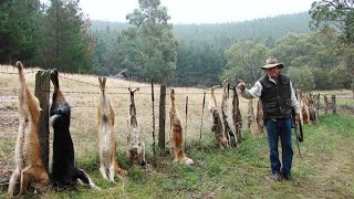 كيف يتعامل المزارعون مع ملايين الكلاب الغازية فى استراليا ؟