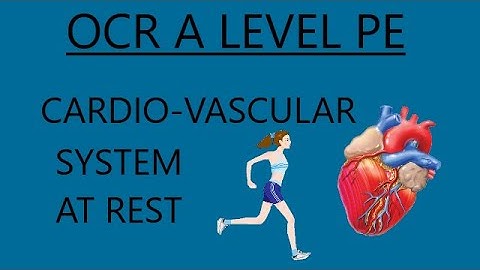 OCR A Level PE - Cardio Vascular System At Rest