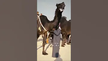 من اللي يعرفها وحيدان Shorts ابن لبدان الذاير ابن نادر Camels World المجاهيم 