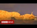New video by BBC News on YouTube