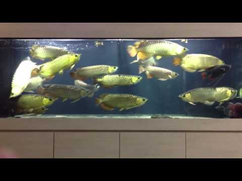 Aqua Gold Crossback Arowana Feeding on Dry Pellet 