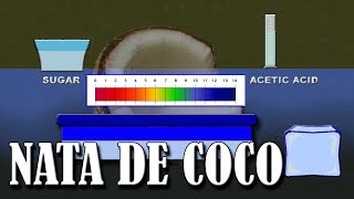 The principle and how to make nata de coco from coconut water Animation screenshot 4