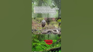 🐍😱Rắn Mất Đầu Vẫn Cắn Người? Sự Thật Khiến Bạn Rợn Gáy!