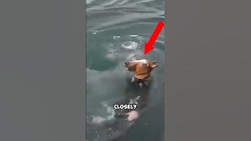 Top 3 Last Found Footages of Missing Persons
