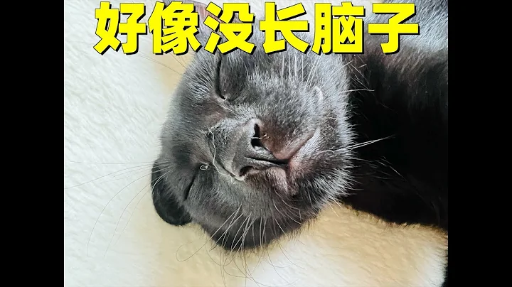 撿來的奶貓長大了，好像不太聰明的樣子 - 天天要聞