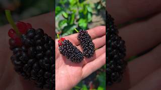 Шелковица Mulberry 07.06.2025 #shorts